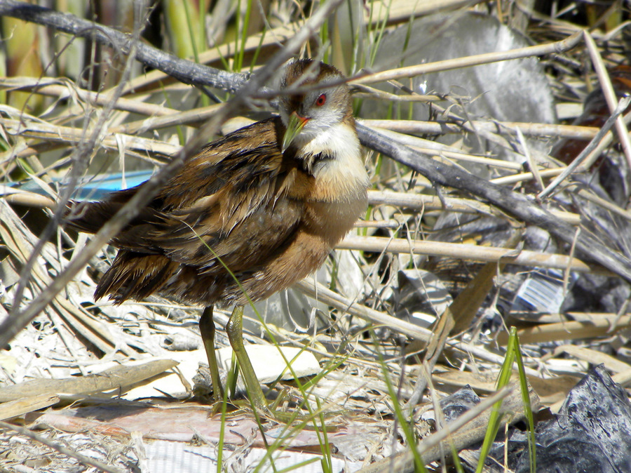 Little Crake