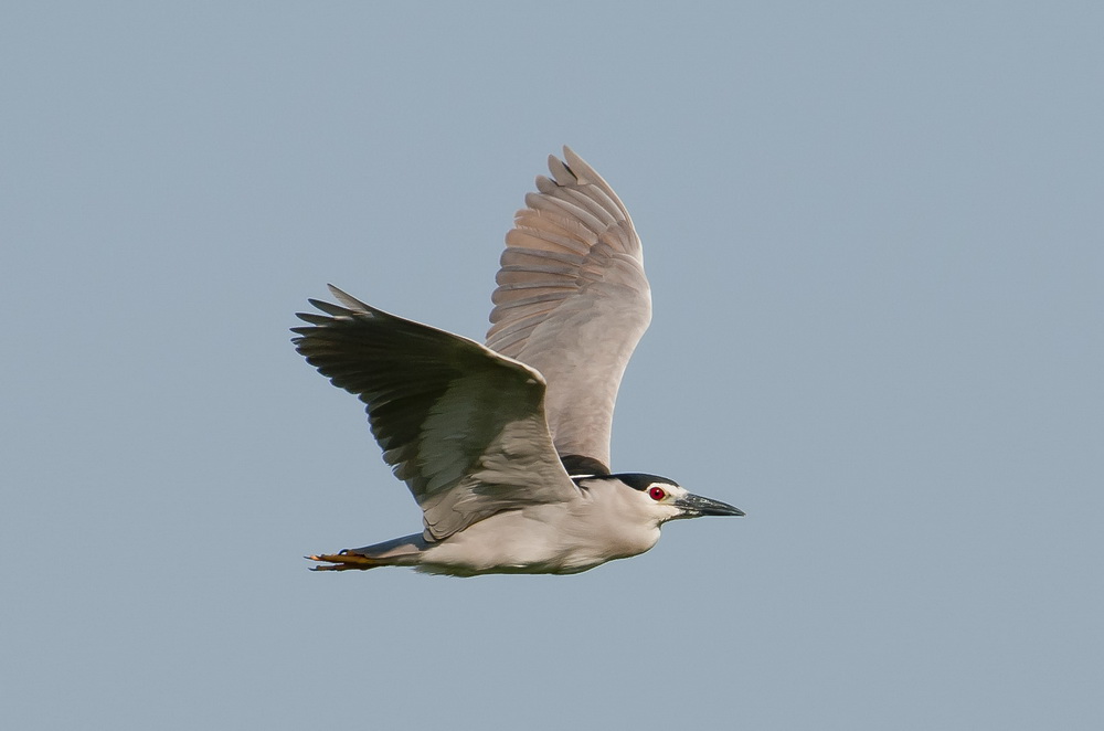 Black-crowned Night Heron