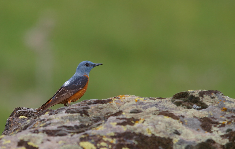 Common Rock Thrush