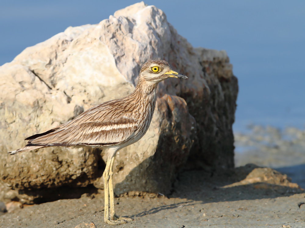 Eurasian Stone-curlew