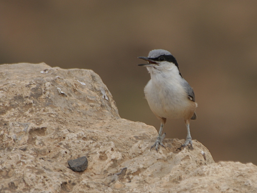 Eastern Rock Nuthatch