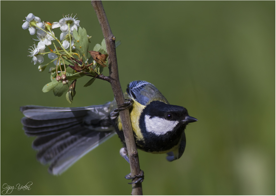 Great Tit