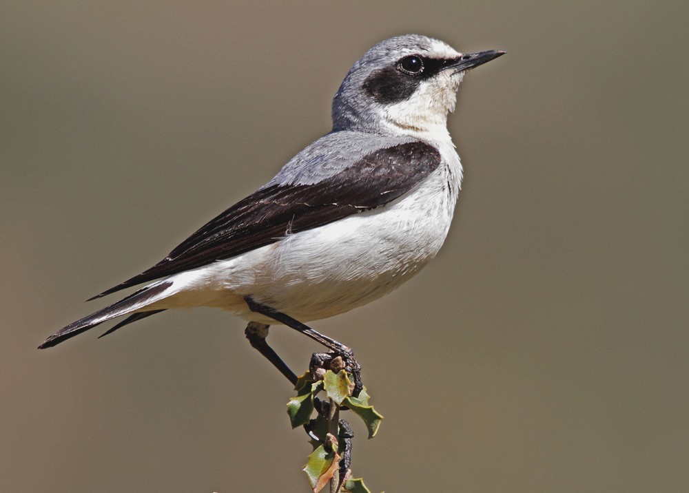 Northern Wheatear
