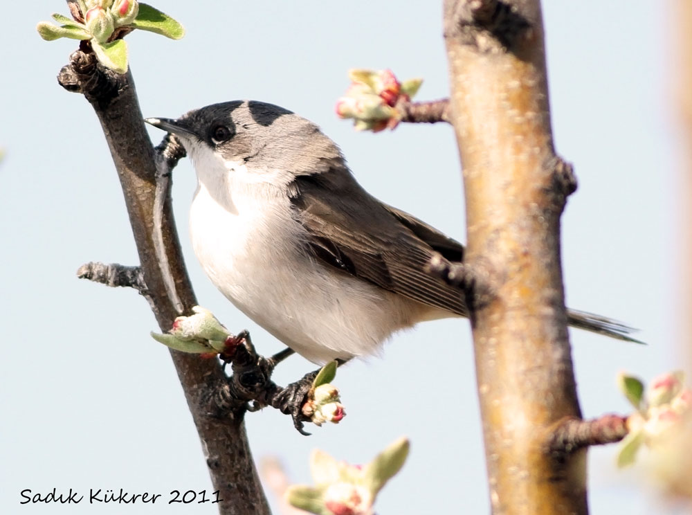Lesser Whitethroat