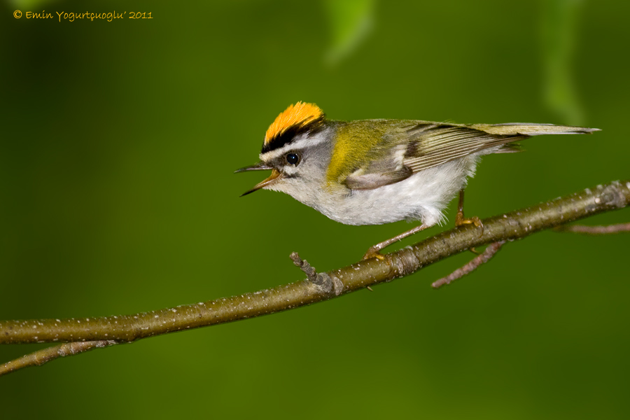 Common Firecrest