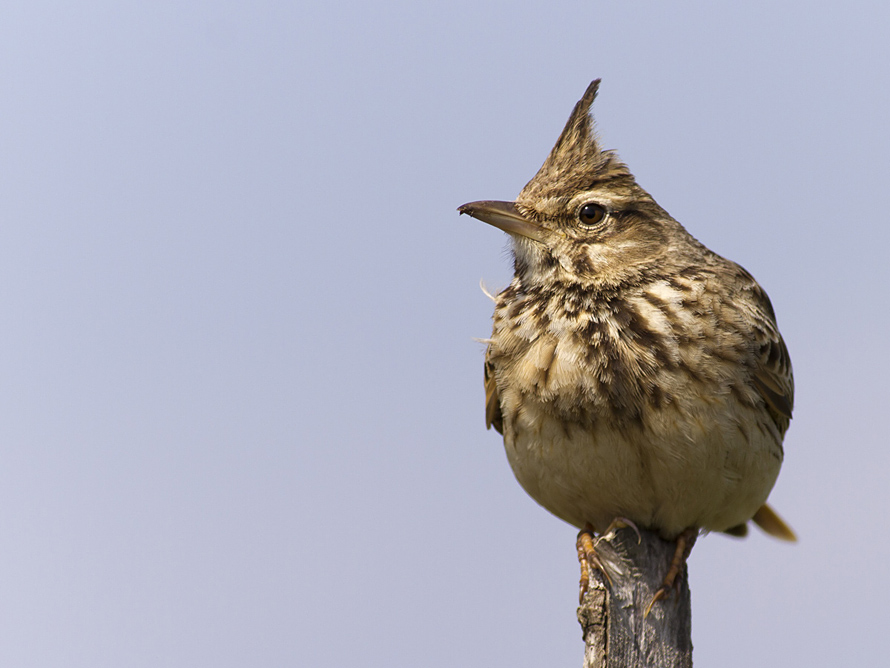Crested Lark