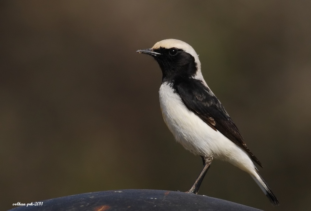 Finsch`s Wheatear