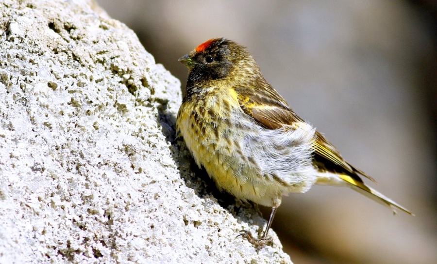 Red-fronted Serin