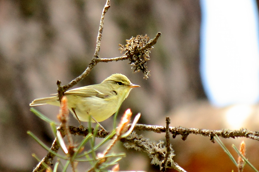Green Warbler