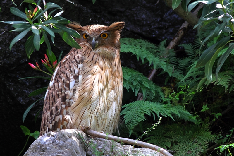 Brown Fish Owl