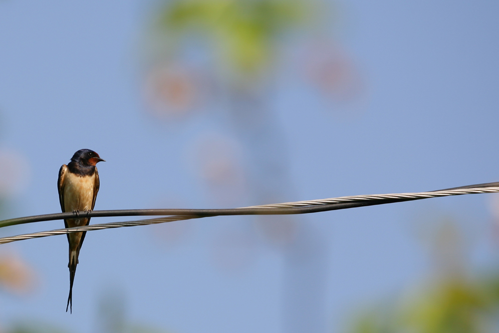 Barn Swallow