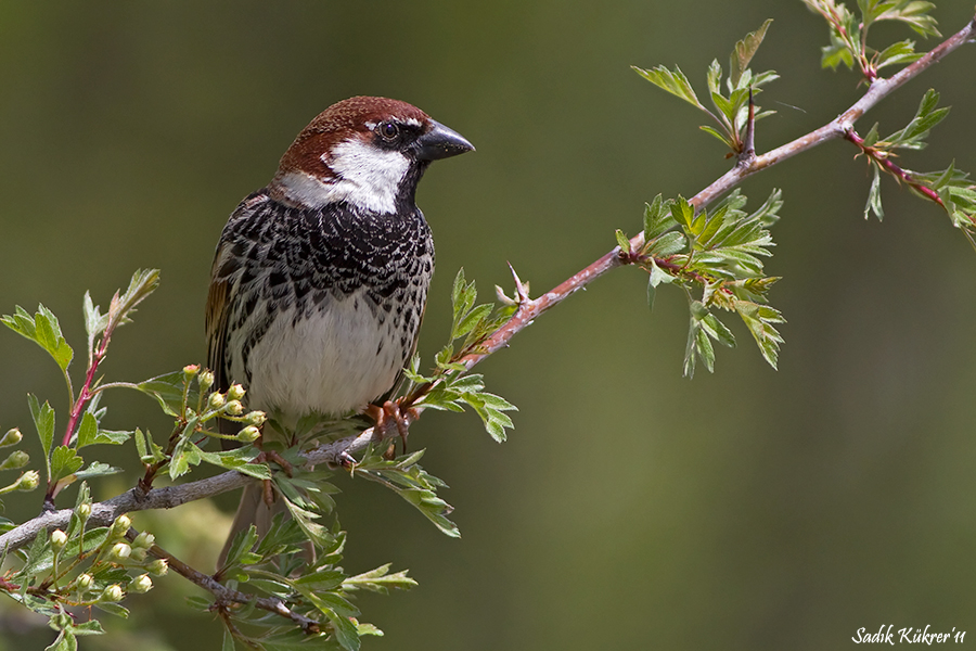 Spanish Sparrow