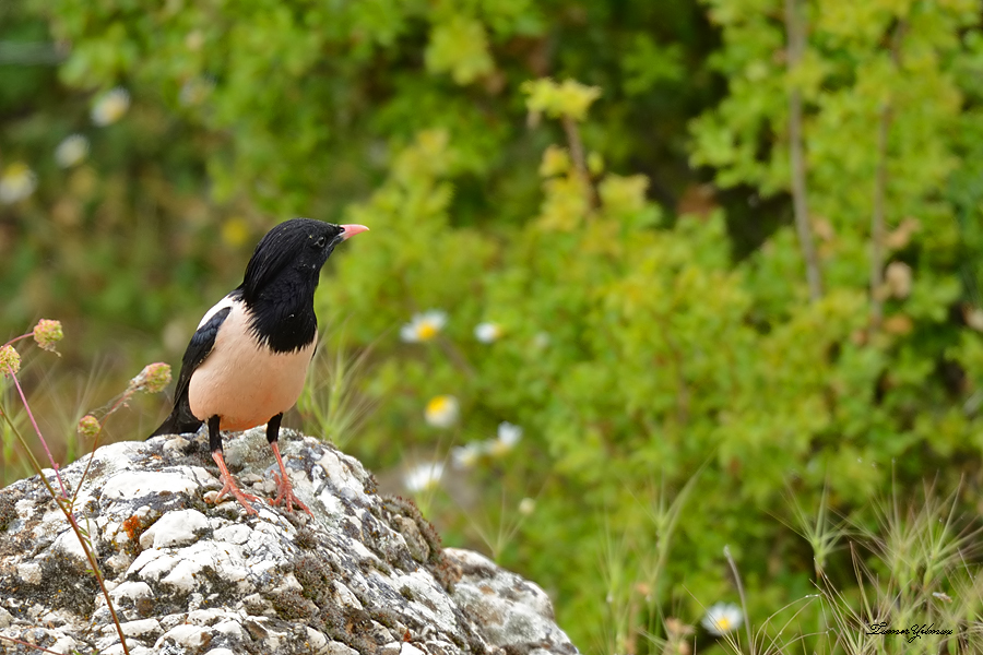 Rosy Starling