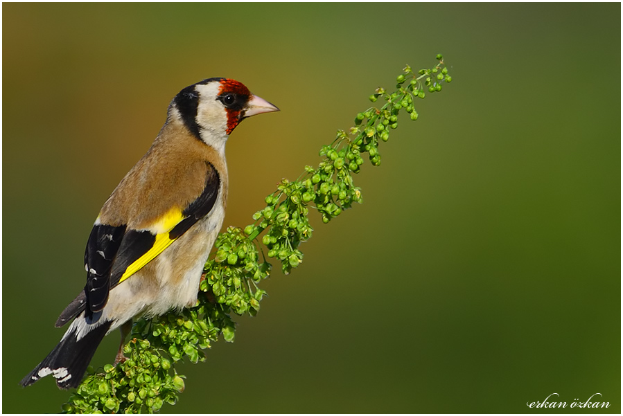 European Goldfinch