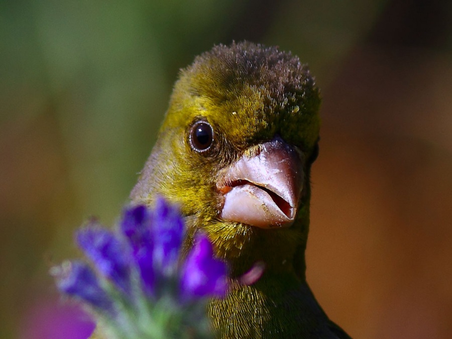 European Greenfinch