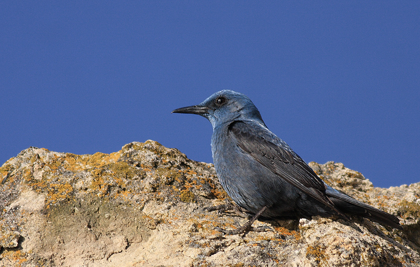 Blue Rock Thrush