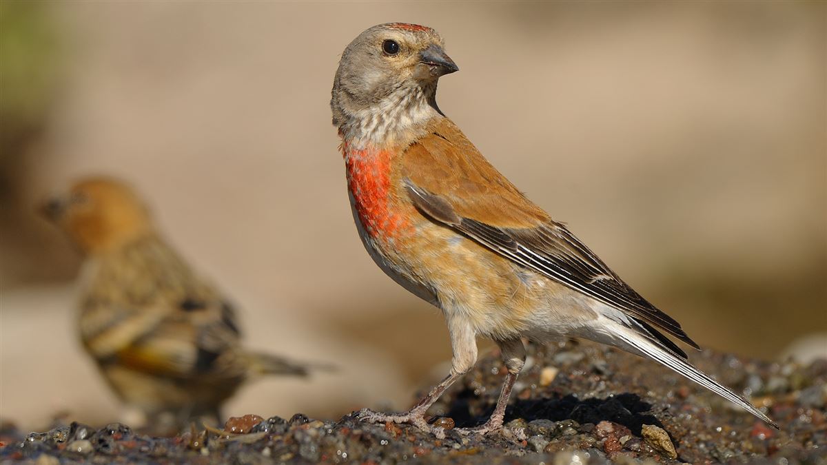Common Linnet