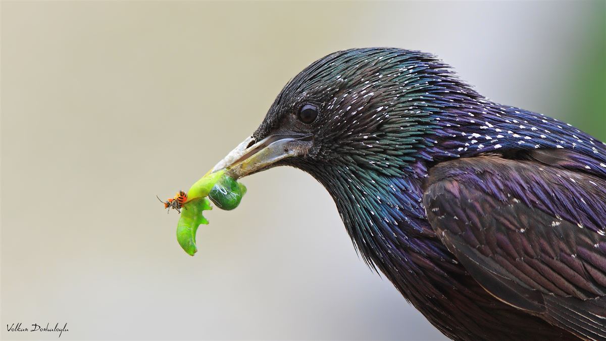 Common Starling
