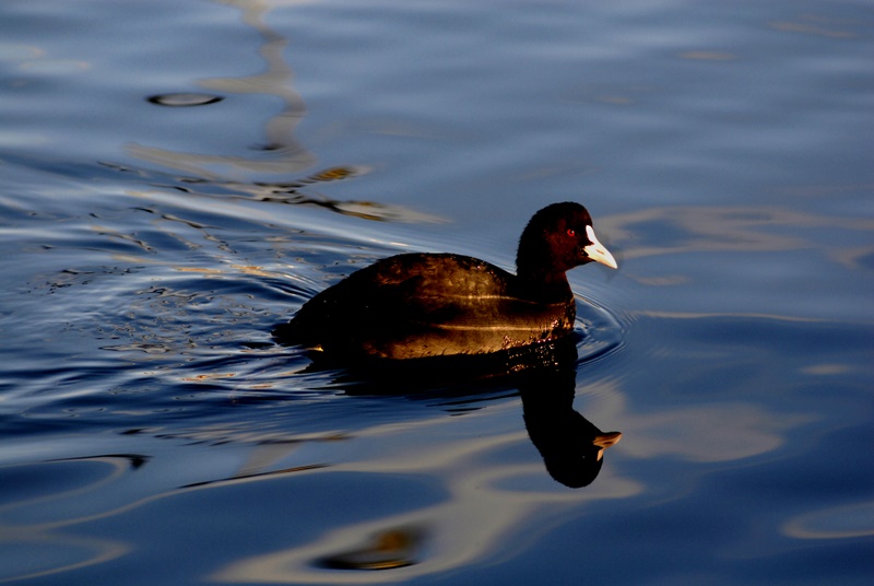 Eurasian Coot