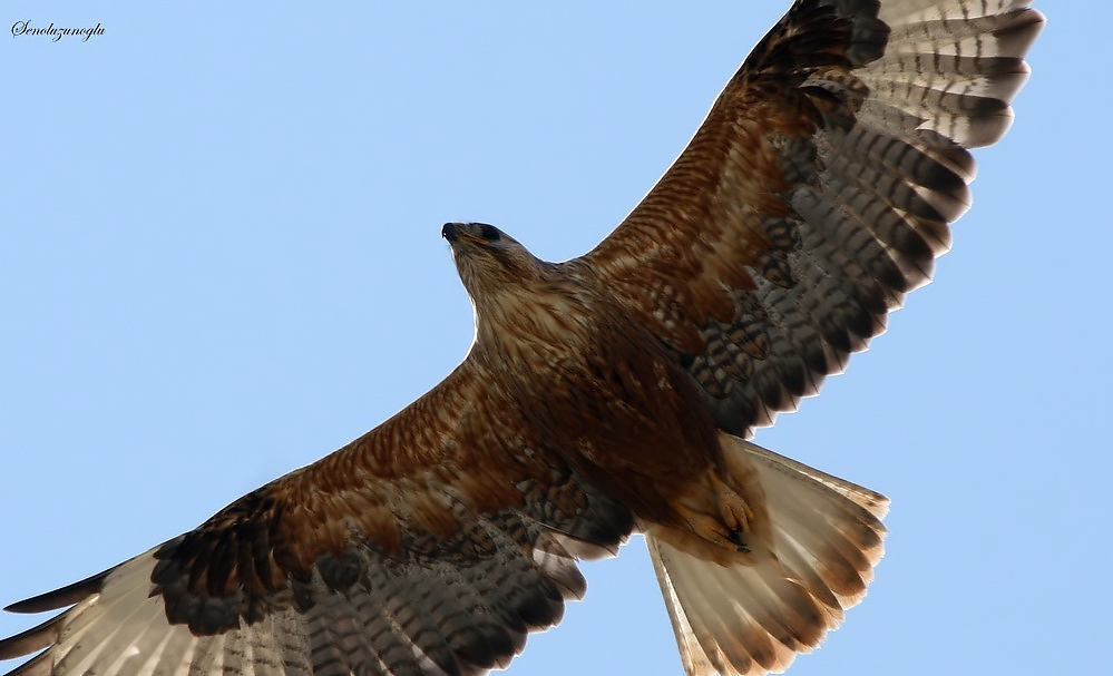 Long-legged Buzzard
