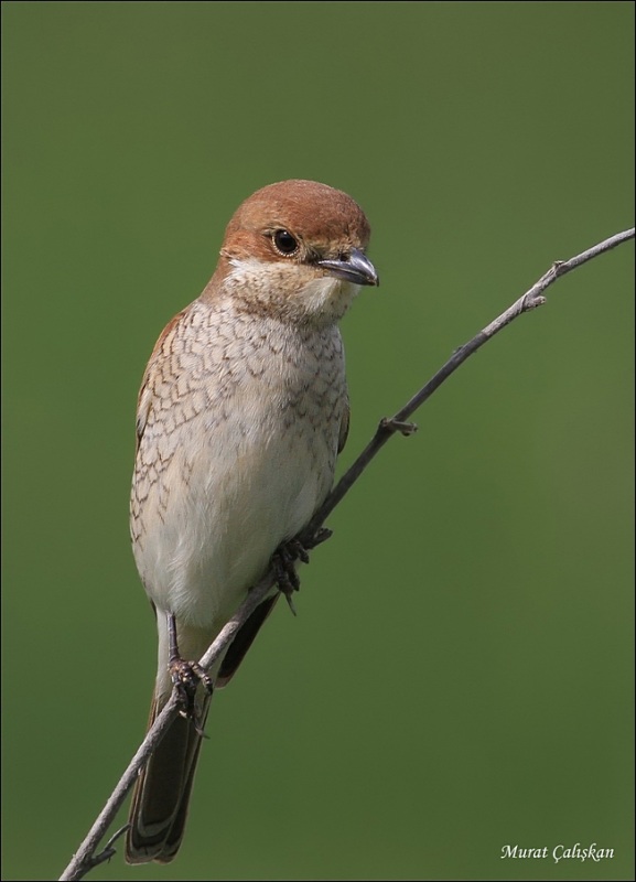 Red-backed Shrike