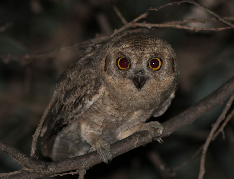 Pallid Scops Owl