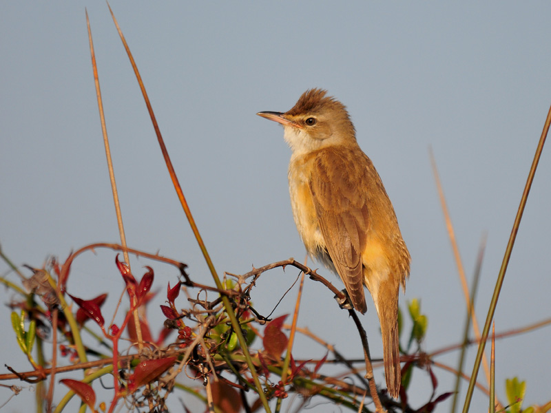 Great Reed Warbler