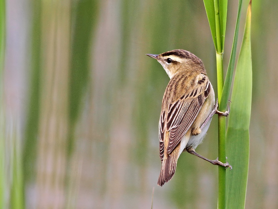 Sedge Warbler