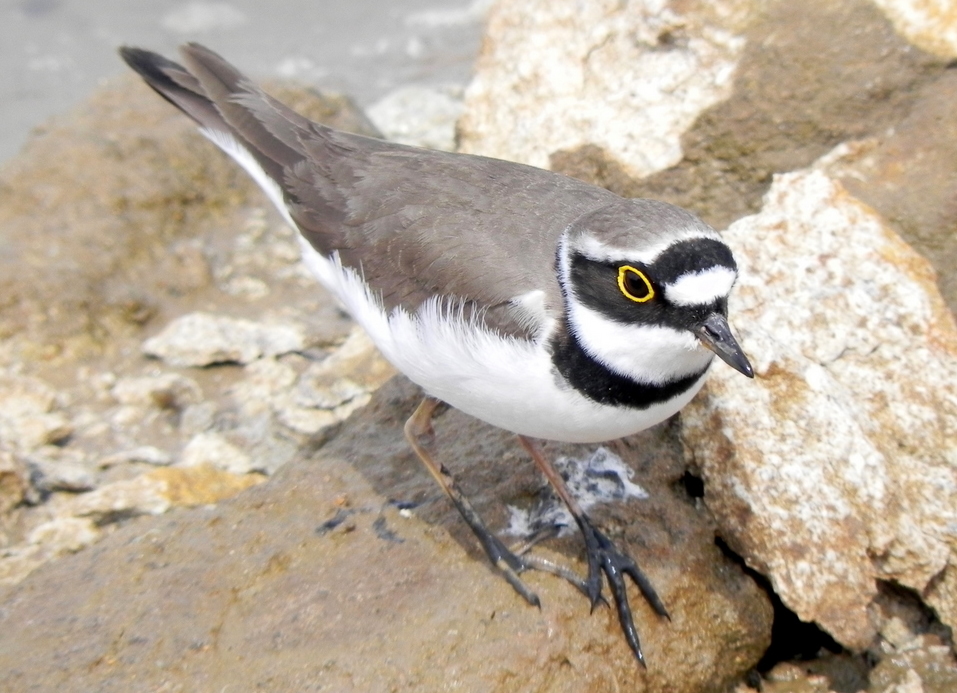 Little Ringed Plover