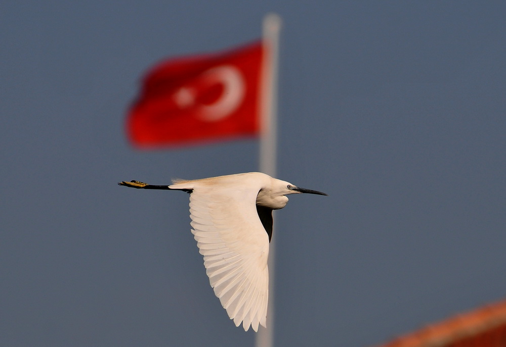 Küçük Ak Balıkçıl