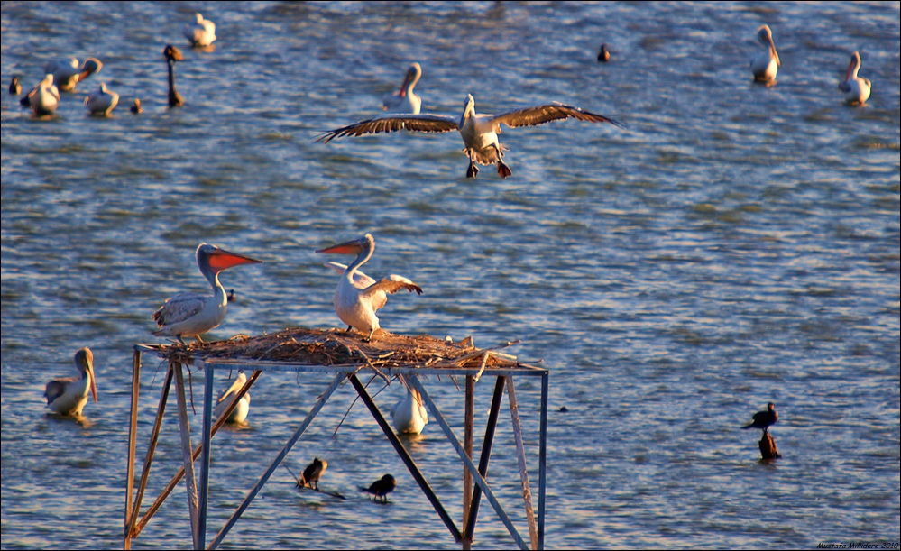 Dalmatian Pelican