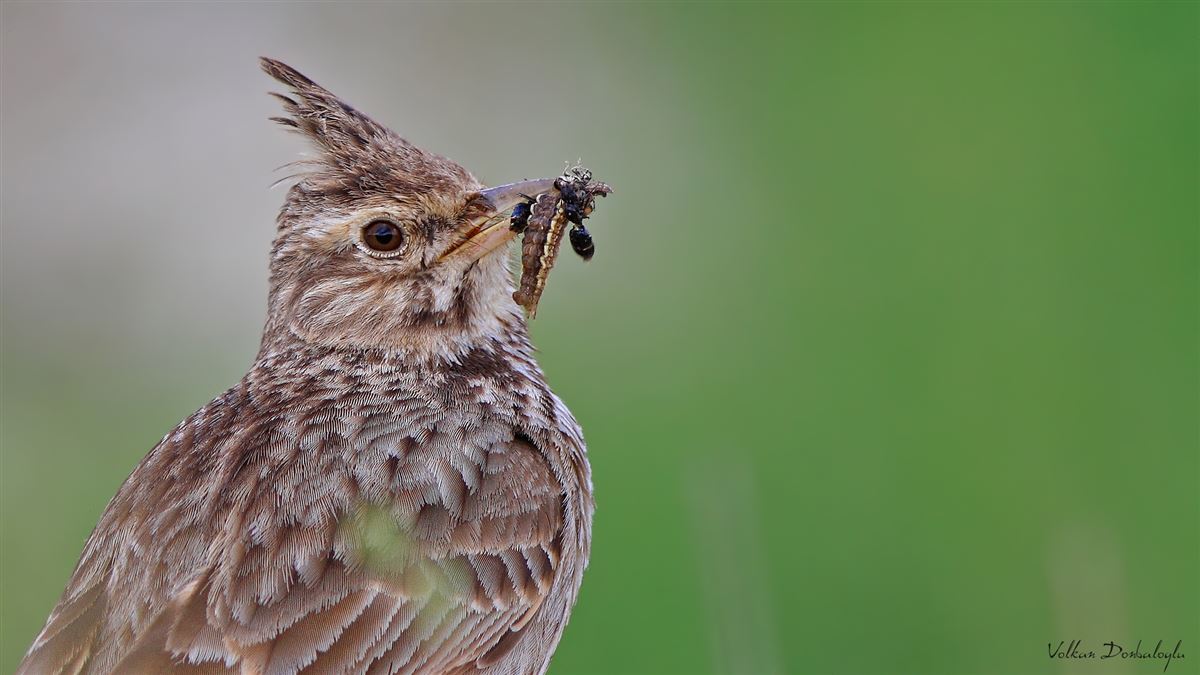 Crested Lark