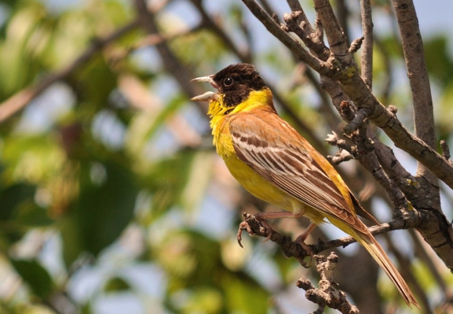 Black-headed Bunting