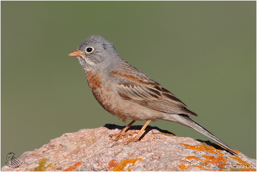 Grey-necked Bunting
