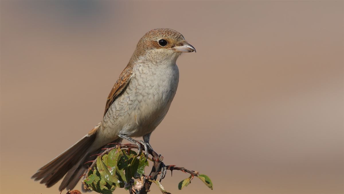 Red-backed Shrike