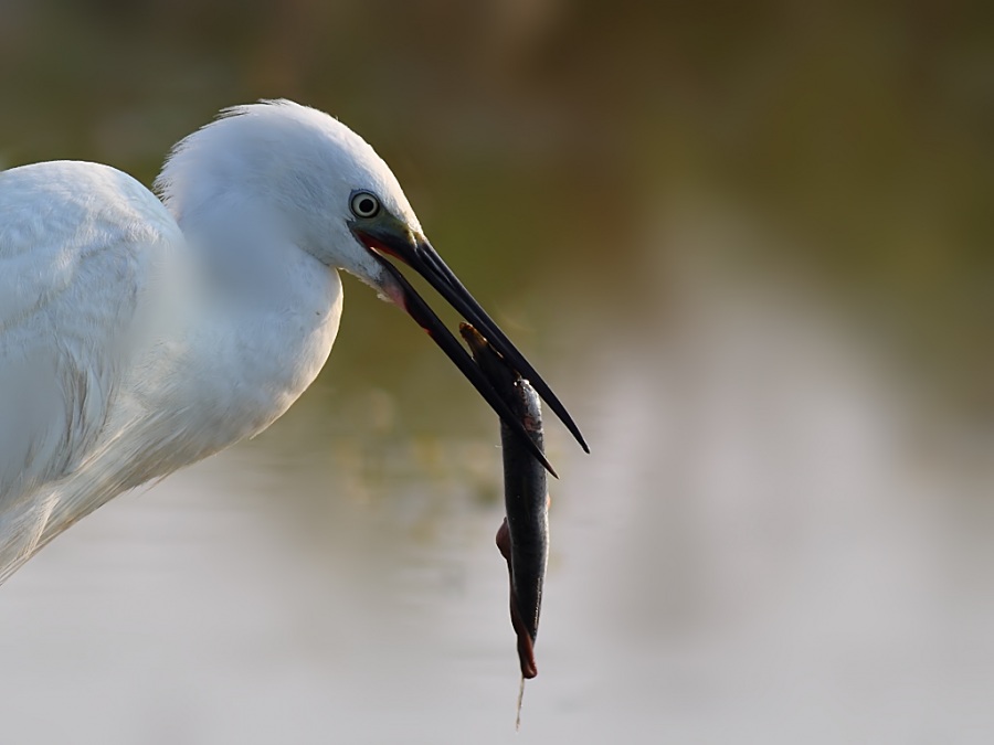 Little Egret