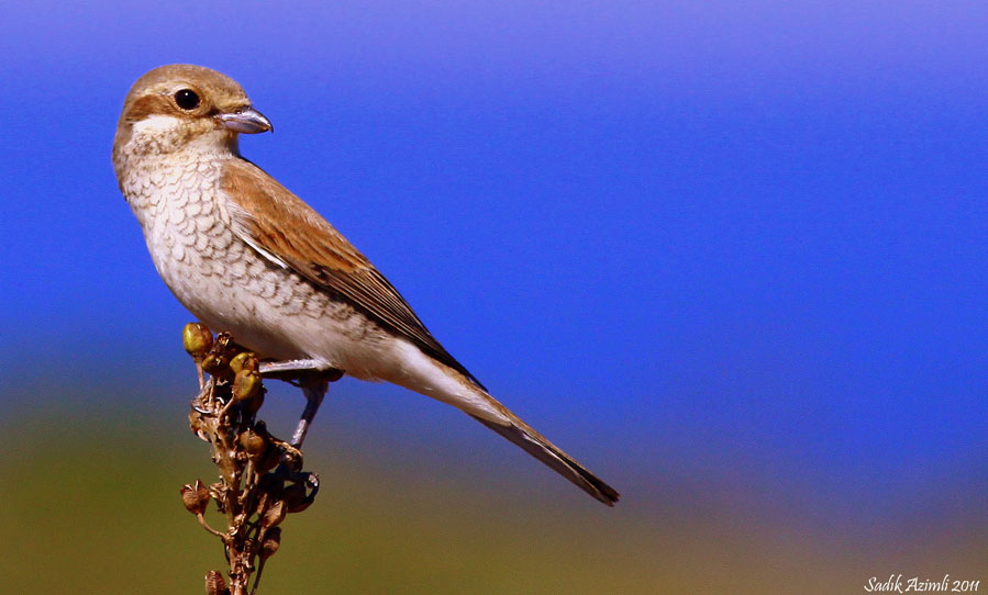 Red-backed Shrike