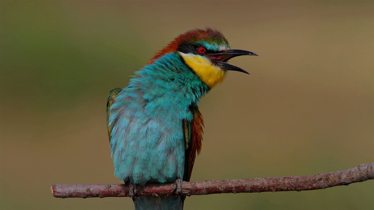 European Bee-eater