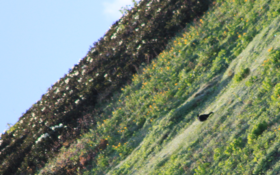 Caucasian Grouse