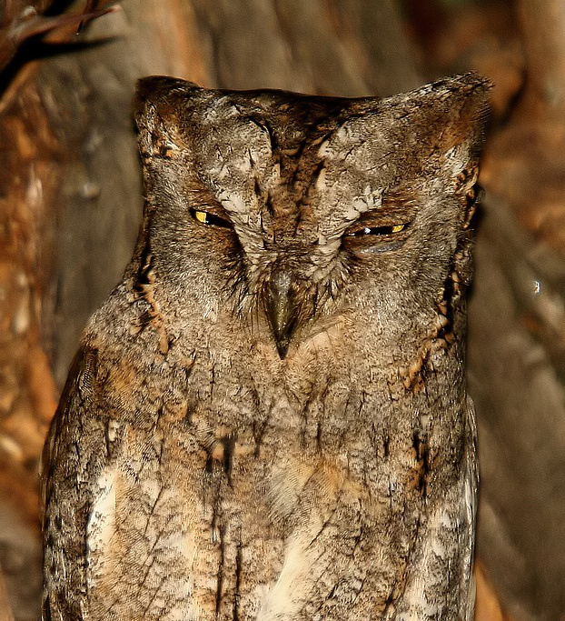 Eurasian Scops Owl