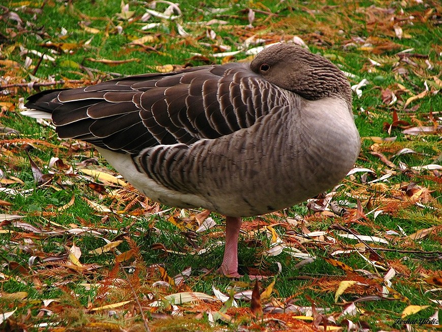 Greylag Goose