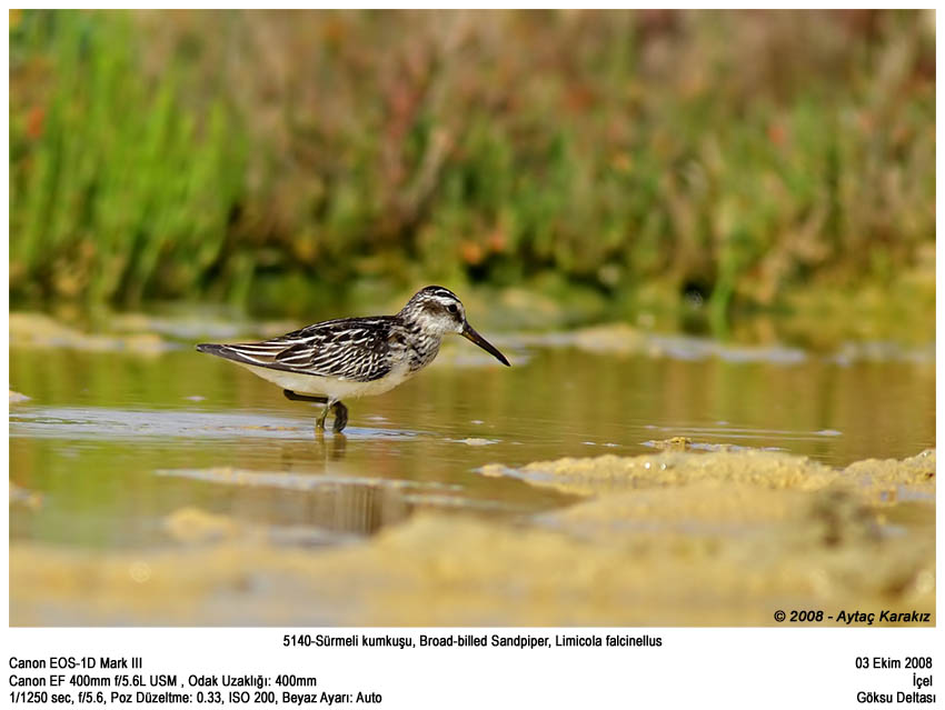 Broad-billed Sandpiper