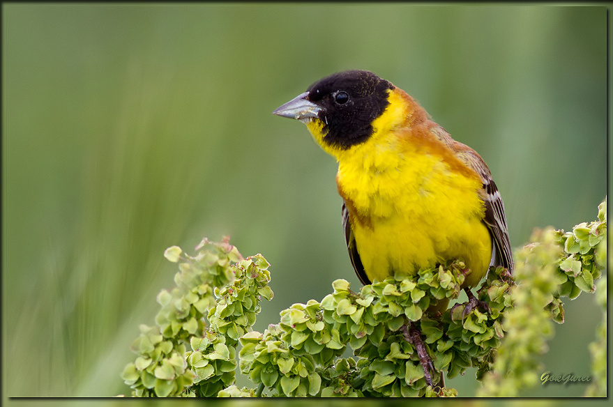 Black-headed Bunting