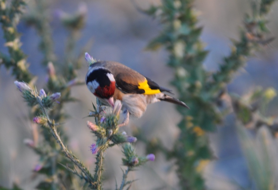 European Goldfinch