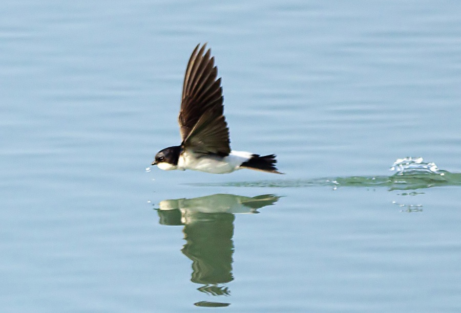 Western House Martin