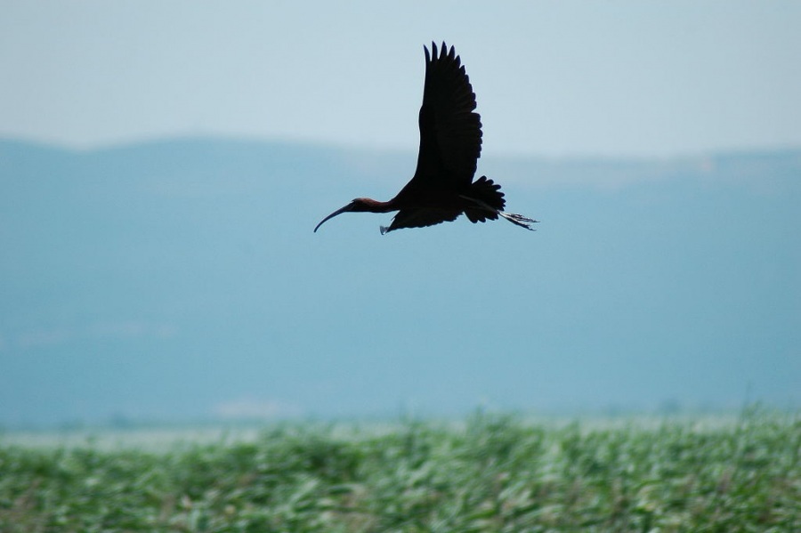 Glossy Ibis