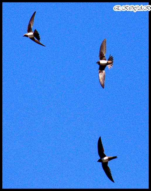 Alpine Swift