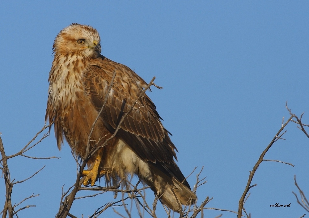 Long-legged Buzzard