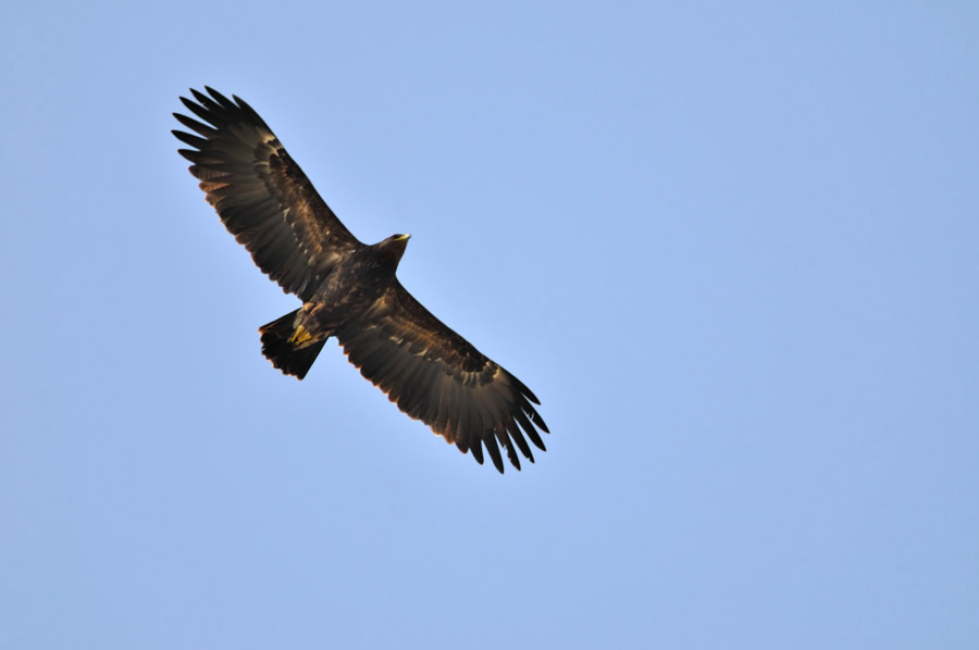 Greater Spotted Eagle