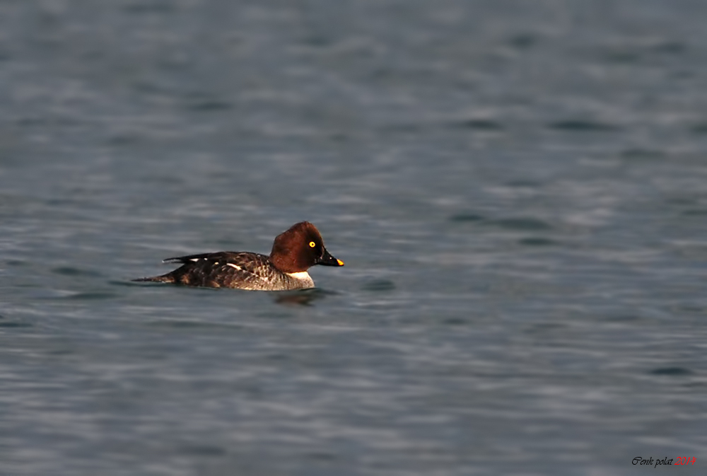 Common Goldeneye
